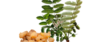 Boswellia serrata (frankincense)